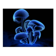 Fluorescence Postcard