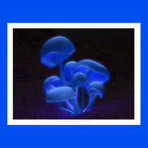Fluorescence