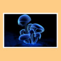 Fluorescence posters by digitalblasphemy Fluorescence posters