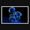 Fluorescence posters by digitalblasphemy Fluorescence posters