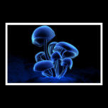 Fluorescence