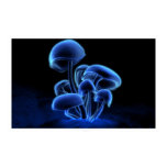 Fluorescence