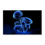 Fluorescence Print