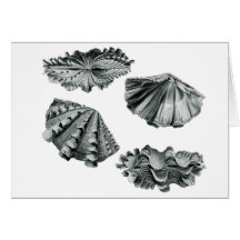 fluted card