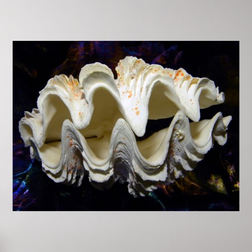 Fluted Giant Clam Shell ~ tridacna squamosa Print