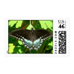 Flutter-by Mail (DISCOUNTED PRICE) Postage
