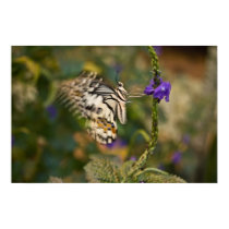 Flutter Poster posters