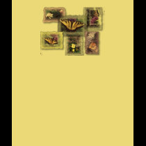 Flutterby Butterfly t-shirts