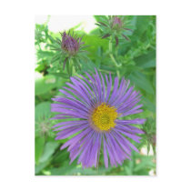 Fluttering Flower Postcard by mulberry1 Fluttering Flower Postcard