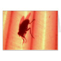 fly2 cards