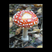 Fly Agaric {Amanita muscaria} postcards by celtxian Fly Agaric {Amanita muscaria} postcards