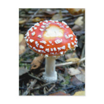Fly Agaric {Amanita muscaria} postcards
