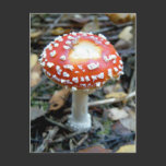 Fly Agaric {Amanita muscaria} postcards