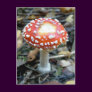 Fly Agaric {Amanita muscaria} Post Card