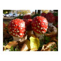Fly Agaric Poster posters by HellaD Fly Agaric Poster posters