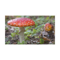 Fly Agaric Toadstool Stretched Canvas Prints
