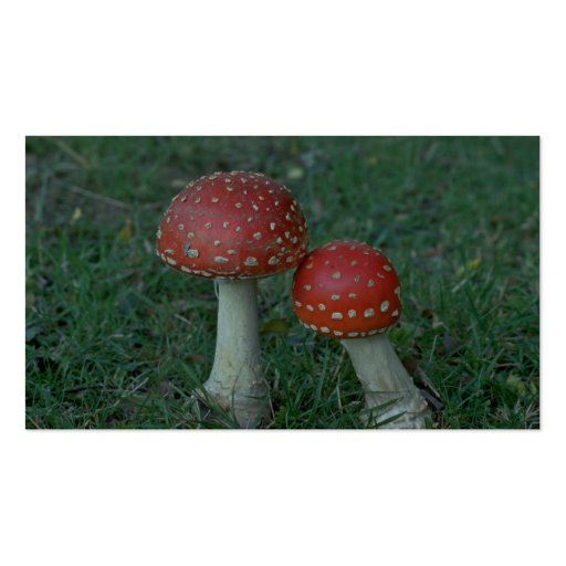 Fly agarics (Amanita muscaria) Business Card (back side)
