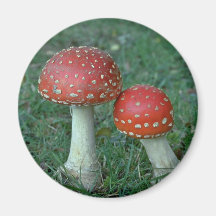 Fly agarics (Amanita muscaria) Refrigerator Magnets