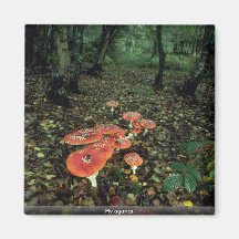 Fly agarics refrigerator magnets