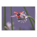Fly away home cards by toots1 Fly away home cards