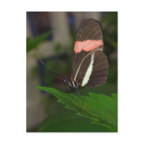 Fly away postcards