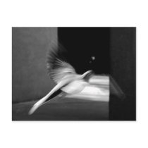 Fly Away Postcard