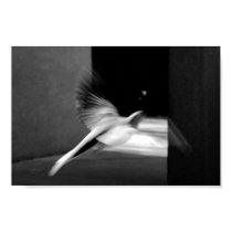 Fly Away Poster posters