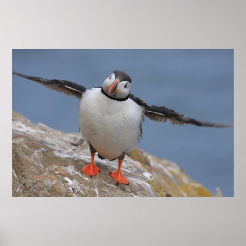 Fly Away Puffin Poster print