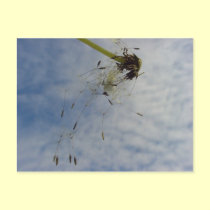 Fly Baby postcards