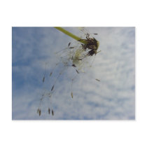 Fly Baby postcards