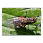 Fly Bugs Insects Greeting Card