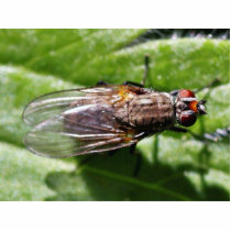 Fly Bugs Insects photo sculptures