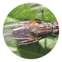 Fly Bugs Insects stickers