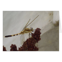 Fly By cards by Rainmountain Fly By cards