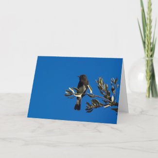 Fly Catcher Card