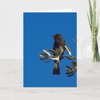 Fly Catcher Greeting Cards