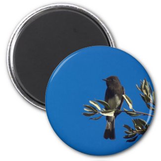Fly Catcher Magnets