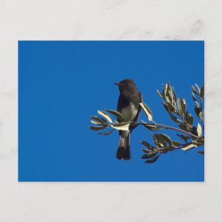 Fly Catcher Post Card