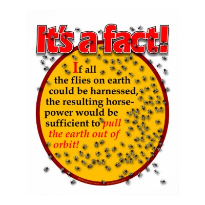 Fly facts poster by Duncan_Reed