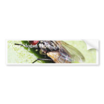 Fly Flies Insect bumper stickers
