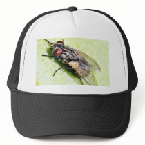 Fly Flies Insect hats