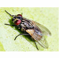 Fly Flies Insect photo sculptures