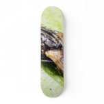 Fly Flies Insect Skateboard