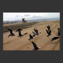 fly fly 001 posters by HAJenkins fly fly 001 posters