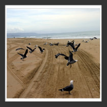 fly fly 002 posters by HAJenkins fly fly 002 posters