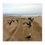 fly fly 002