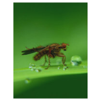 Fly flyers