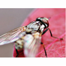 Fly Insect photo sculptures