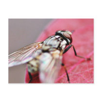 Fly Insect postcards by lifesphere Fly Insect postcards