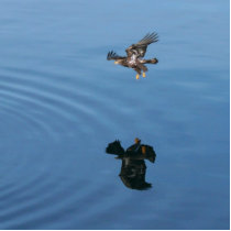 Fly Like An Eagle photo sculptures